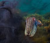 Australian Geographic Nature Photographer Of The Year